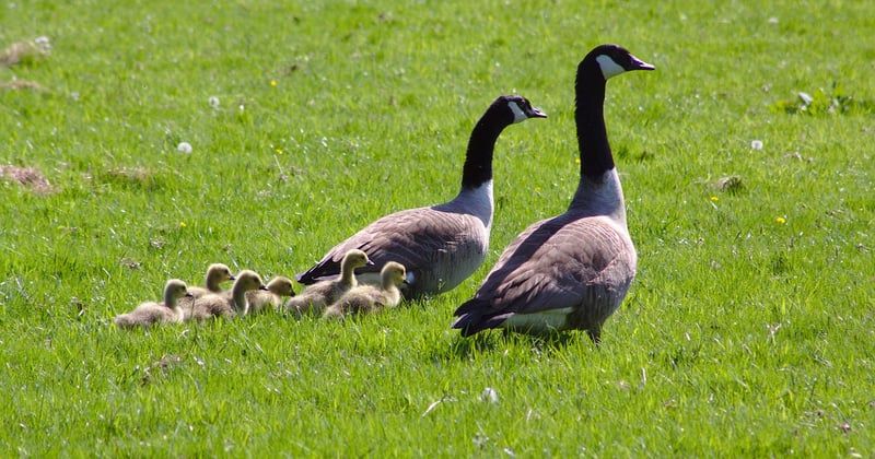 10 activités nature originales en famille en Bretagne à tester