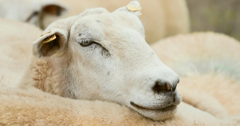 Une journée type en ferme pédagogique : un rythme que les parents redécouvrent