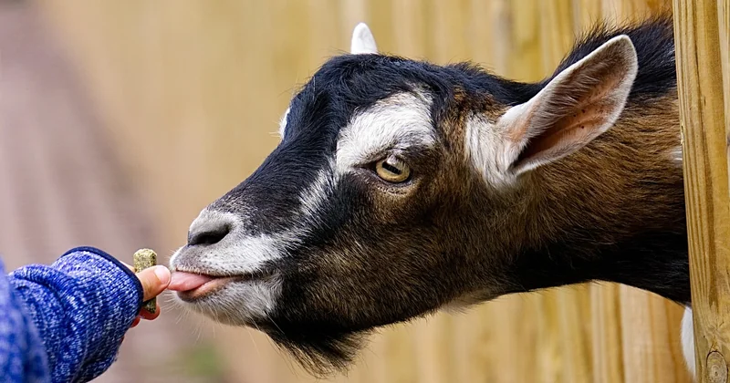 Fermes pédagogiques et contact animalier : la valeur sûre pour les petits